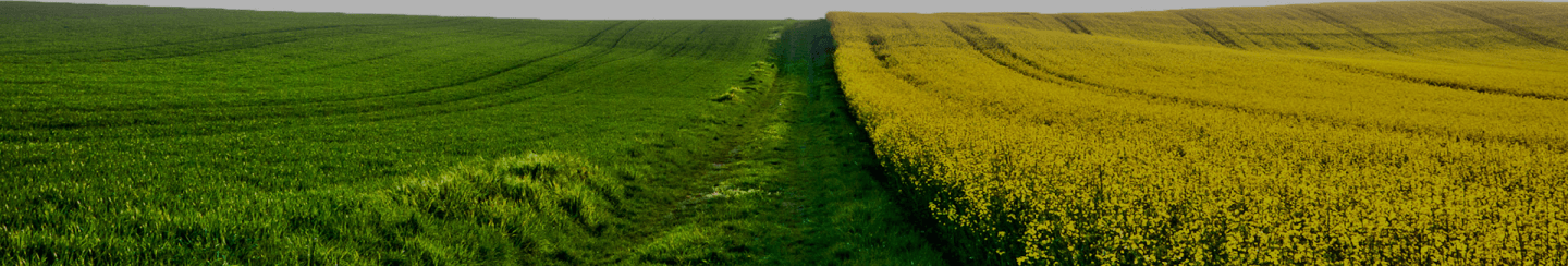 Imagem de um campo